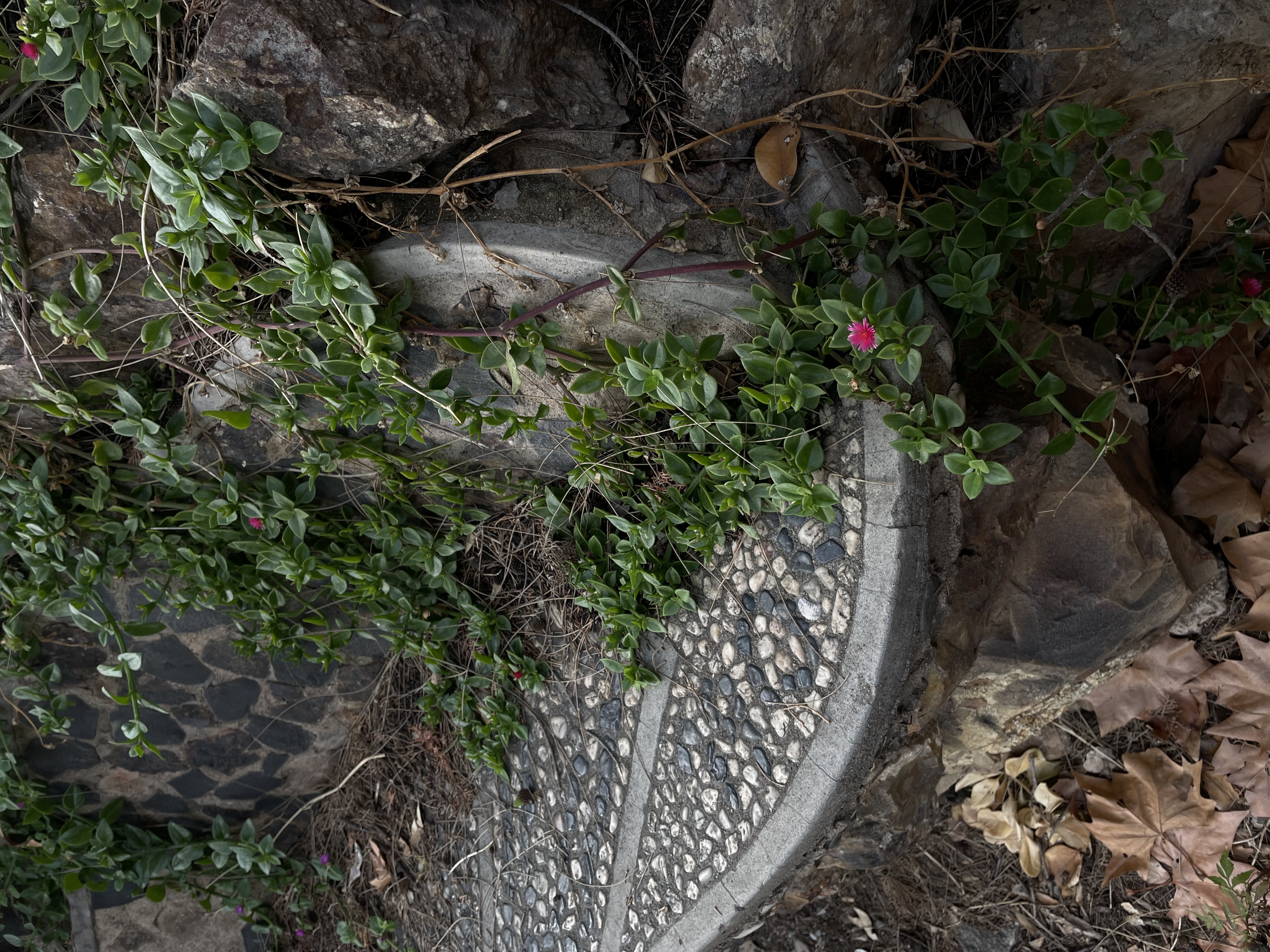a stone bench overgrown with a succulent plant that blooms pink.  