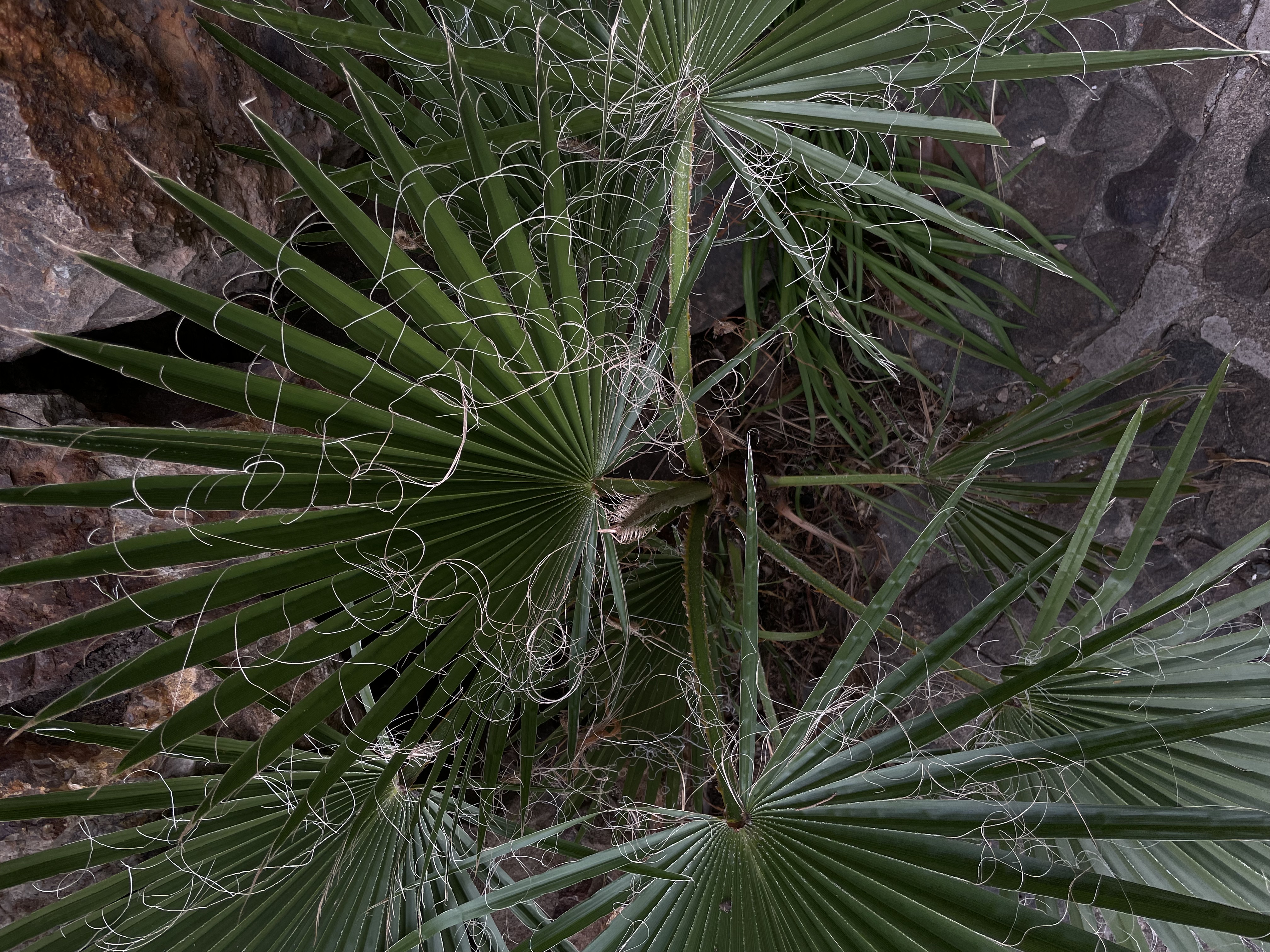 a young palm tree. its leaves shedding bright threads, almost like fine hair.